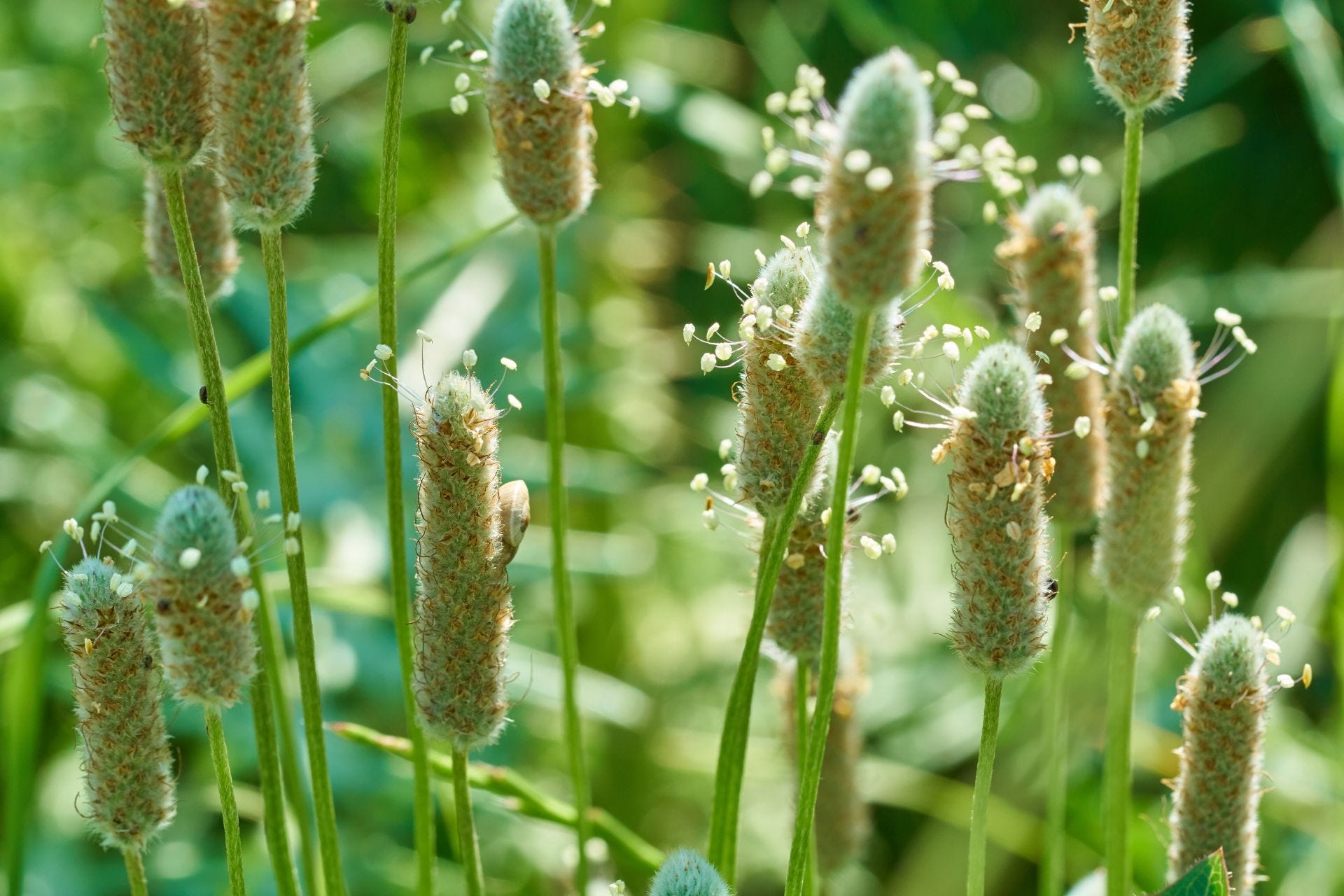 Platago Ovate (psyllium husk grown in fields)