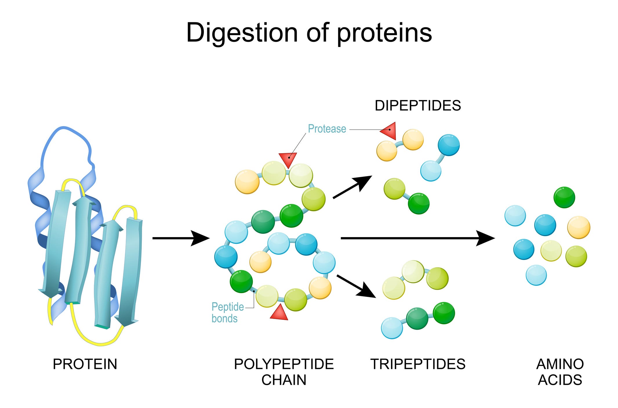 Unlock the Healing Potential of Phyto-Proteases!