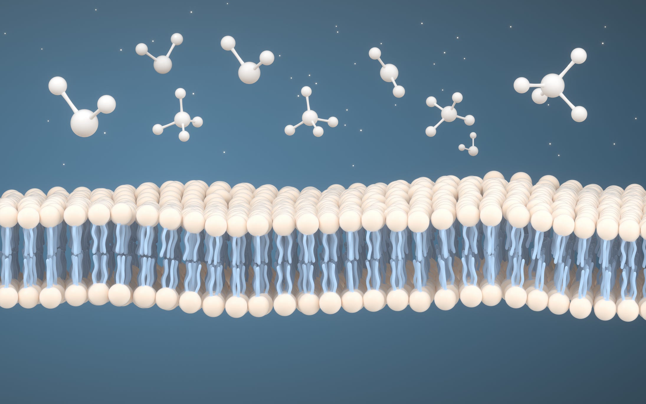 Illustration of cell membranes