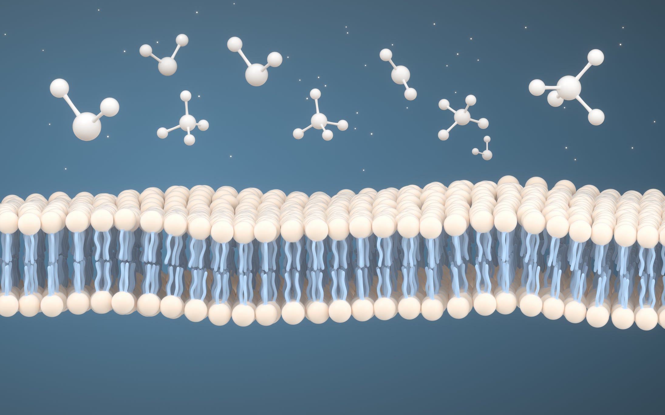 Permeable but Protective – A Deeper Look at Omega3 Fatty Acids and Cell Membrane Health