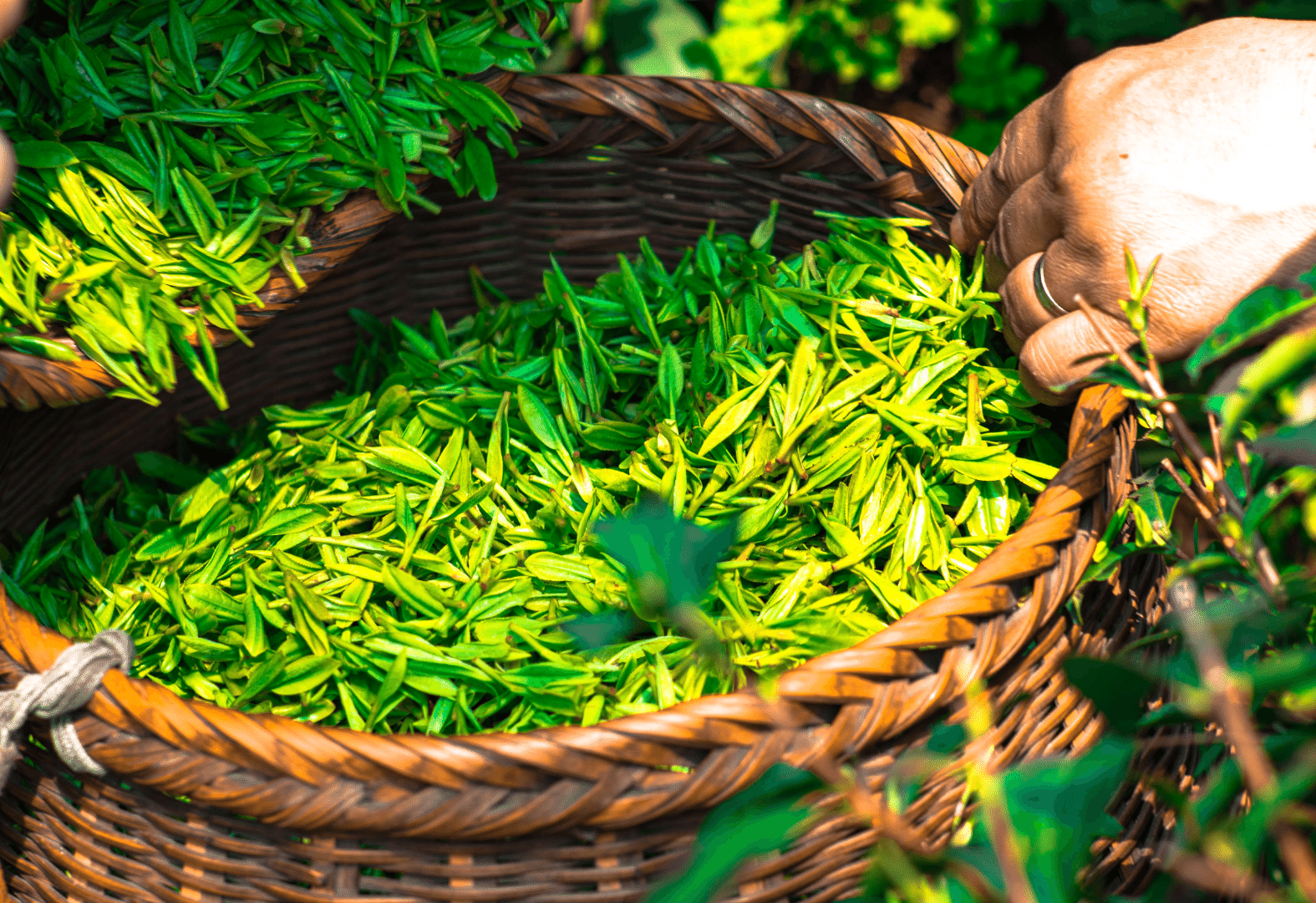 A Landmark Study: Green Tea and Spike Proteins 